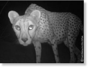 Click to enlarge Saharan cheetah