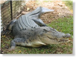 crocodile