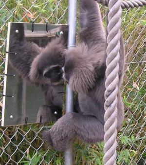 gibbon