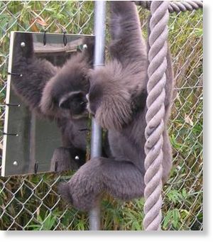 Click to enlarge gibbon
