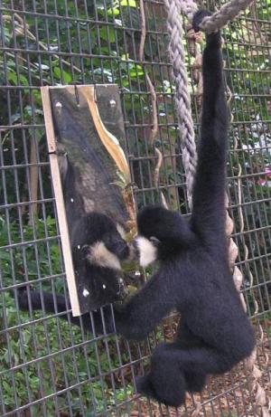 gibbon2