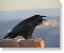 Raven