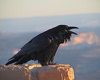 Raven