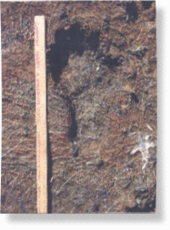 Foot print