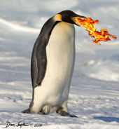 penguin flames