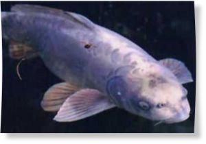 humanoid carp