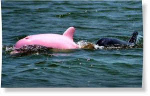 Pink dolphin