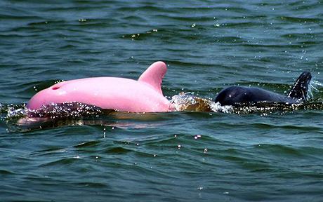 Pink dolphin