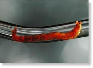 Bloodworms
