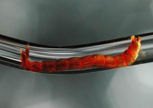 Bloodworms