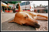 Sunbathing dog_01