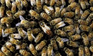 honeybees