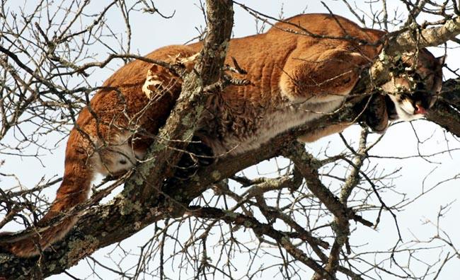 Cougar
