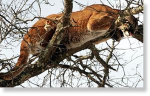 Click to enlarge Cougar