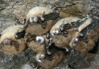 Little brown bats