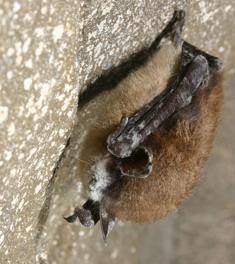 Click to enlarge Little brown bat