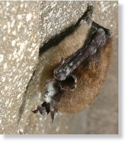 Little brown bat