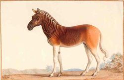 Quagga image