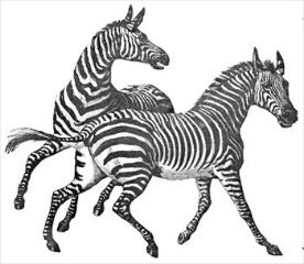 Zebras