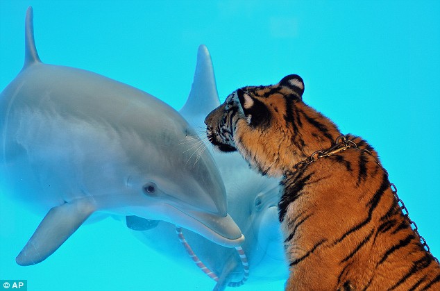 Click to enlarge Dolphin and tiger cub II