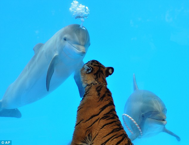 Click to enlarge Dolphin and tiger cub III