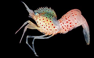 New sea creature