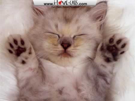 Kitten