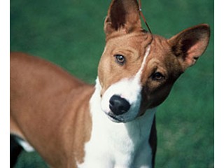 Basenji