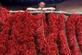 Red Chili Peppers