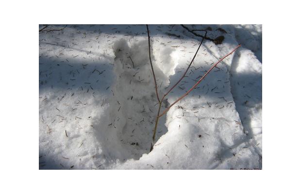 Sasquatch foot print