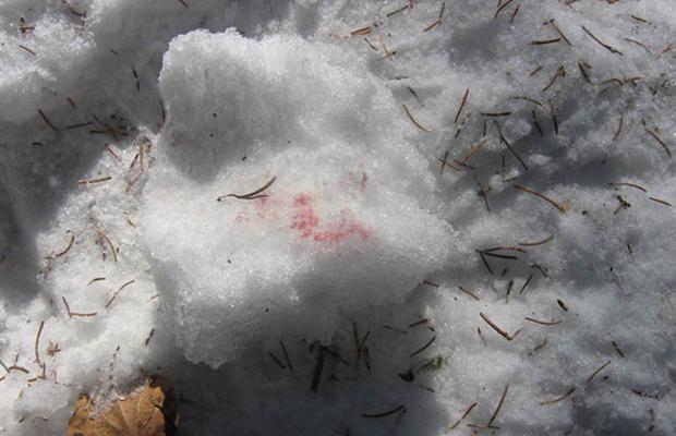 Click to enlarge Sasquatch foot print II