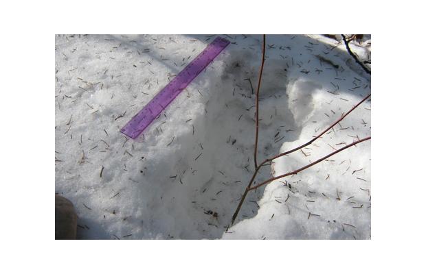 Click to enlarge Sasquatch foot print III