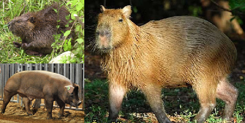 Click to enlarge Critters