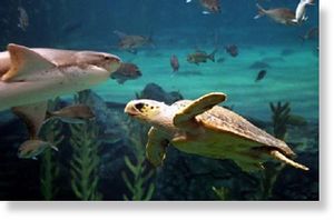 Click to enlarge Loggerhead turtles