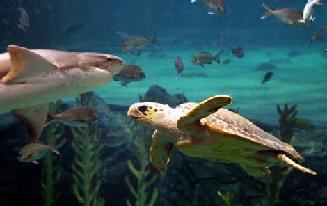 Loggerhead turtles