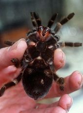 Spider_01