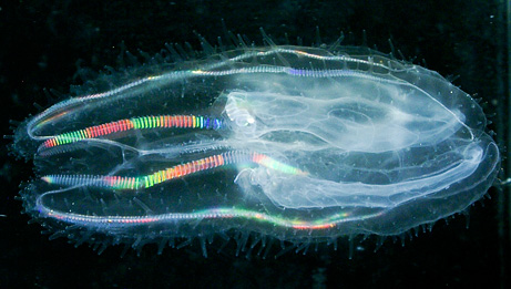 Rainbow Jellyfish