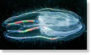 Rainbow Jellyfish