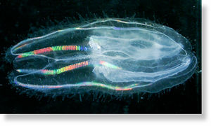 Click to enlarge Rainbow Jellyfish
