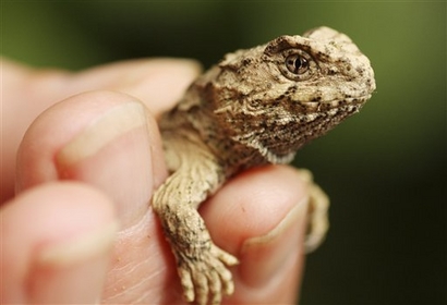 baby tuatara