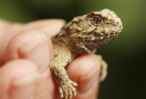 Click to enlarge baby tuatara