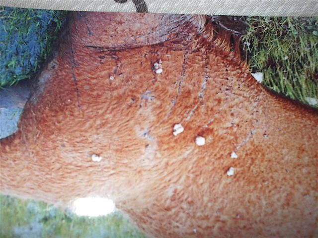 Click to enlarge Mutilated colt