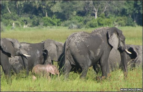 Pink elephant I