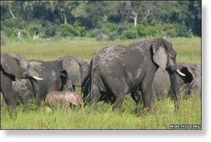 Pink elephant I