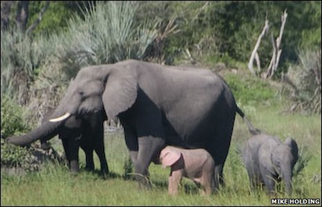 Pink elephant II