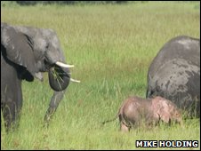Pink elephant III