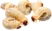 Scientific American Maggots