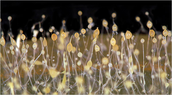 organized amoebas