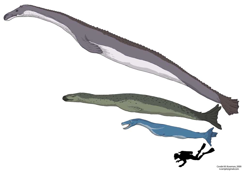 New pinnipeds suspected