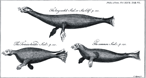 Long-necked seals